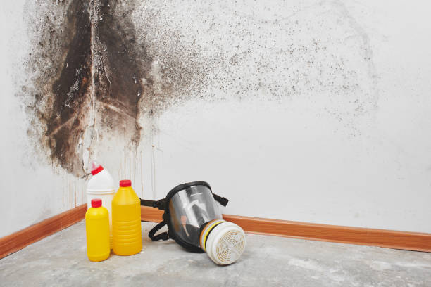 Trusted Memphis, TX Mold Remediation Experts