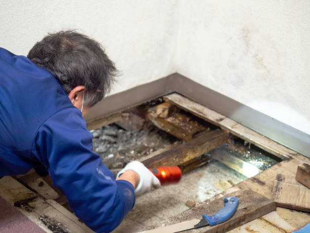 Best Industrial Mold Remediation in Memphis, TX