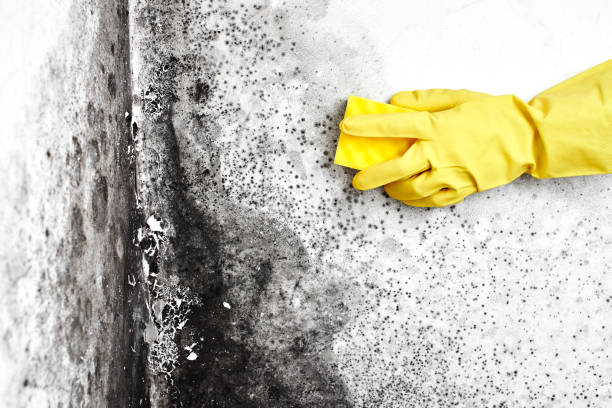 Best Residential Mold Remediation in Memphis, TX
