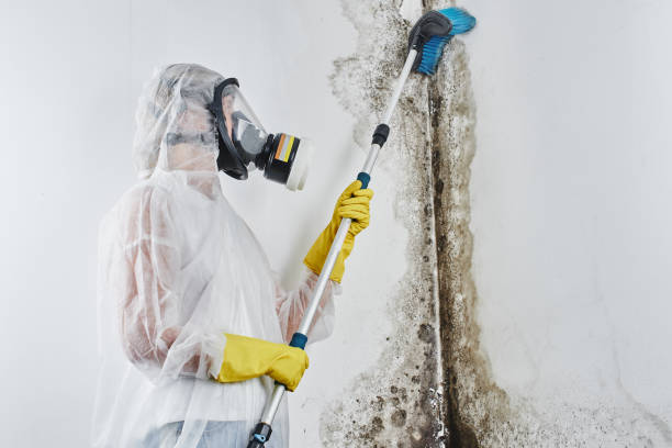 Best Health and Safety Mold Remediation in Memphis, TX