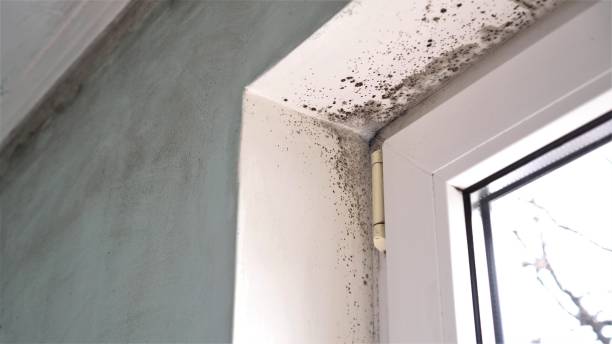 Trusted Memphis, TX Mold Remediation Experts