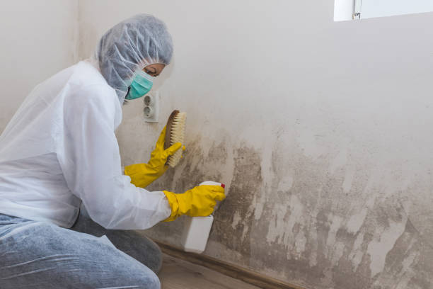 Best Basement Mold Remediation in Memphis, TX