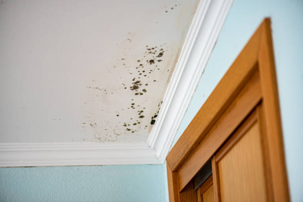 Best Commercial Mold Remediation in Memphis, TX