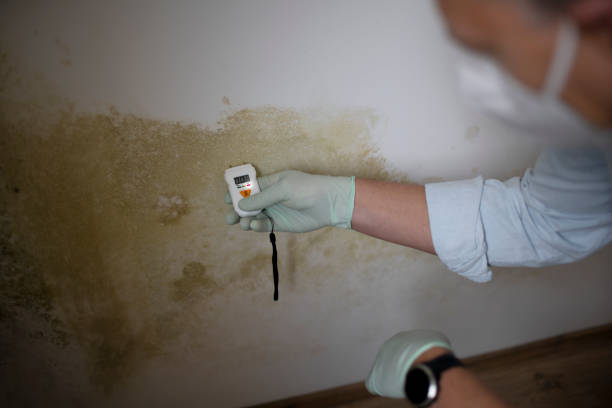 Best Attic Mold Remediation in Memphis, TX