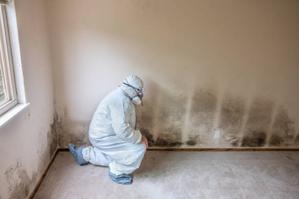 Best Mold Testing and Inspection Services in Memphis, TX