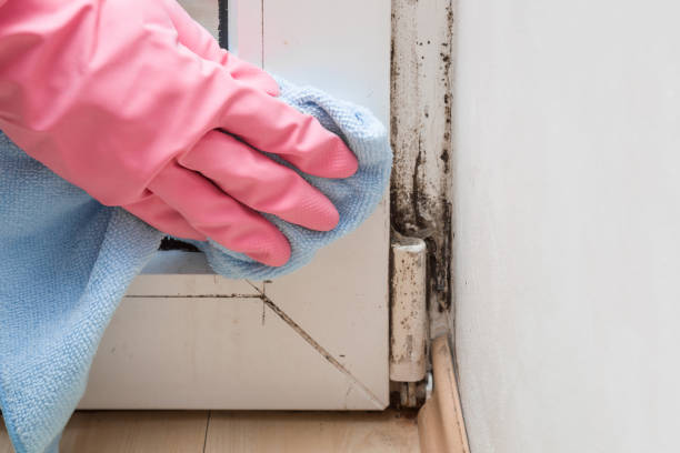 Best Insurance-Related Mold Remediation in Memphis, TX