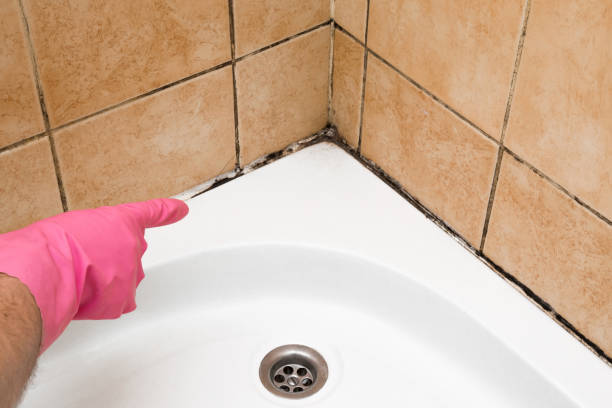Best Crawl Space Mold Remediation in Memphis, TX