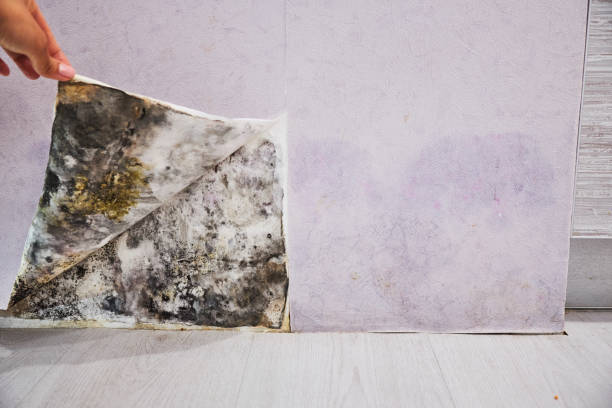 Best Black Mold Remediation in Memphis, TX